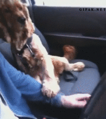 This Spaniel needs to hold hands during car rides