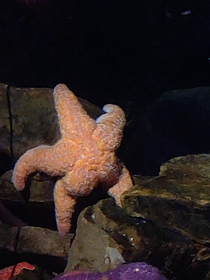 This starfish dummy thicc