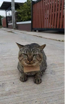 This Tabby left home for  days and came back with a notice of debt it incurred while away hanging on its neck