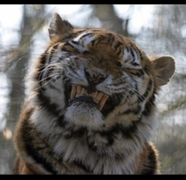 This tiger fucking smiled for the camera I cant even