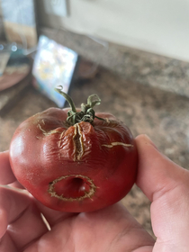 This tomato better quit playing