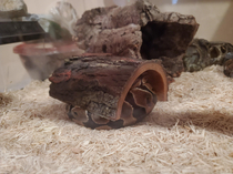This was his favorite log to sleep under when we got him Hes  now and all prefers it