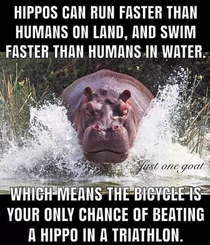 Those hippos are fast