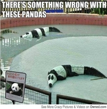 Those pandas look a bit shady