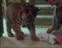 Tiger vs Dustbuster