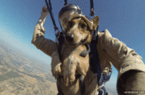 TIL paratrooper dogs exist