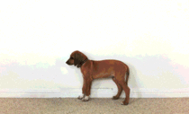 Time lapse of a dog growing up