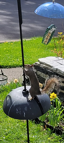 Times are tough at the feeder gotta dance for seeds these days