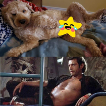 Today is my dogs rd birthday and he decides its time to channel Jeff Goldblum