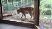 Toddler beats swift retreat after cuddly tigers turn nasty