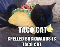 Too bad taco cat isnt in a racecar