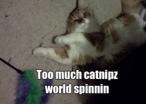 Too much catnipz