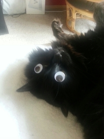 Took a few days of trying but my friend finally placed googly eyes on her sleeping cat and got a picture
