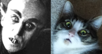 Took a pic of my cat it reminded me of something