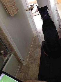 Took my parents Doberman home after Thanksgiving I now have security while pooping