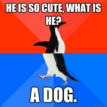 Took my puppy to a vet today a cute girl walked up to me and I said this
