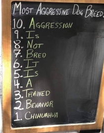 Top  most aggressive dog breeds