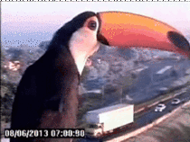 Toucan checks out traffic cam