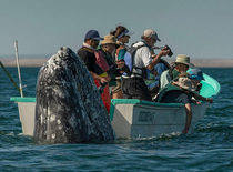 Tourists in Mexico looking the wrong way nearly miss whale sighting