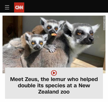 Translation Meet Zeus the lemur who likes to fk
