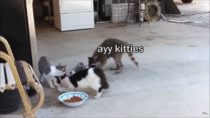 Trash Pandas got a trick for the kitties