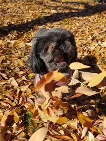 Tried to take a cute pic of my dog in the leaves