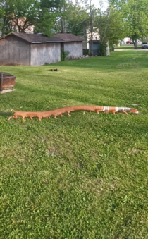 Tried to take a panoramic photo of my back yard and my weiner dog photo bombed it Centiweinie