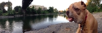 Tried to take a panoramic picture with my dog in it Instead I got Sloth from The Goonies enjoying a day at the river