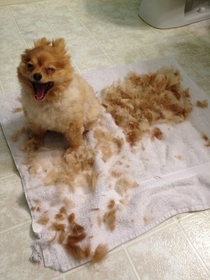 Trim your dog yourself they said It will be easy they said