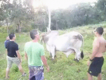 Trying to jump a bull