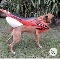 Turbo dog