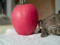 Turtle tries to eat a tomato
