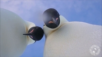 Two penguins wandered over to a camera left near their colony