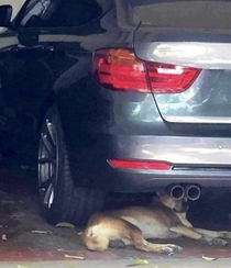 Undercover spy dog using binoculars 