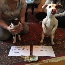 Unlikely partners pet shaming