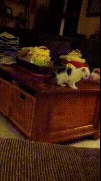 Unsure Kitty Tries to Fly