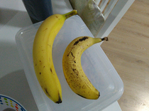 Unusually sized banana Banana for scale