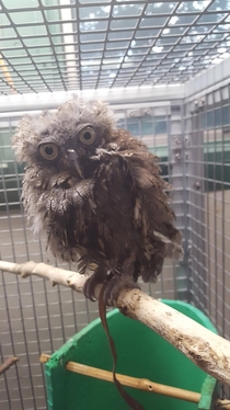 Update as deranged muppet owl continues to molt hes turned into mad scientist owl