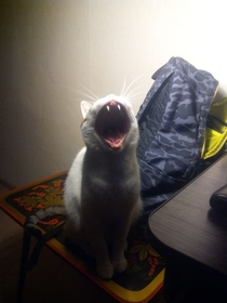 Vampire yawns