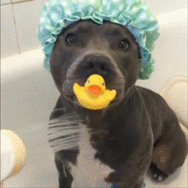 Vicious pitbull attacks baby duck during rain shower