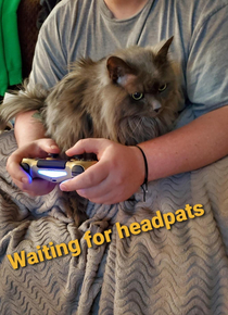 Waiting for headpats from my Cat Daddy between games 