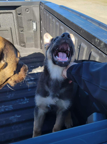 Wandering pup found in parking lot Put him in the truck with our pup while looking for his family Acted like we were kidnappers 