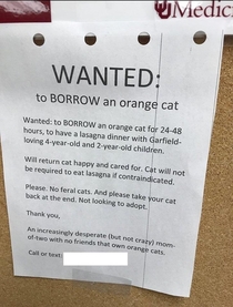 Wanted Orange Cat