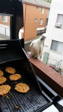 Was cooking on the barbie and this fella came along