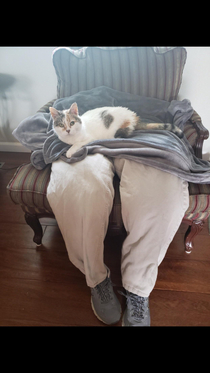 Was talking to a friend about dad legs and it reminded her of what her mom did for their clingy cat