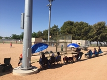 Watching T-ball in Arizona Rule  find shade