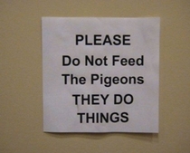 we cannot bear to tell you what horrors the pigeons have wrought