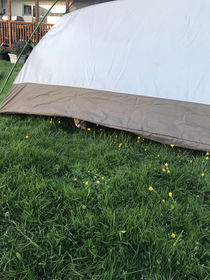 we had to put up our tent to dry and Hud decided to become a ninja