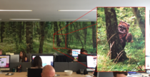 We have a wallpaper forest on one of the walls at work I wonder how long till the boss notices my upgrade