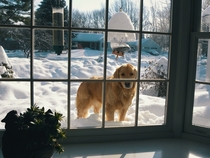 We have received so much snow recently that my dog can just look in the window when he wants to come in